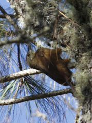 Xiphocolaptes promeropirhynchus