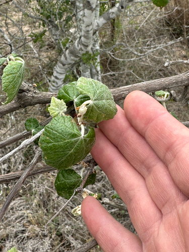 mustang grape (Vitis mustangensis)