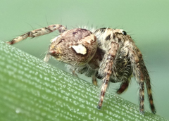 Salticidae
