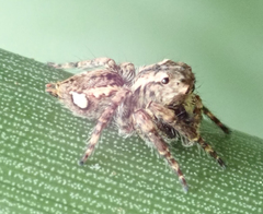 Salticidae