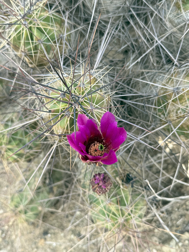 Strawberry Cactus (Echinocereus enneacanthus)