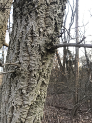 Phellodendron amurense