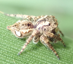 Salticidae