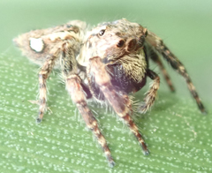 Salticidae