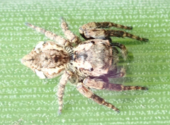 Salticidae