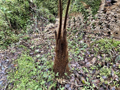 Dicksonia squarrosa