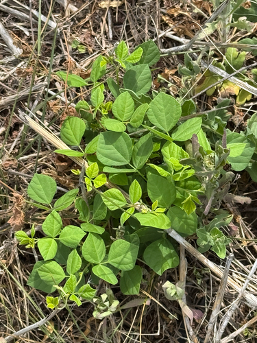 Least Snoutbean (Rhynchosia minima)