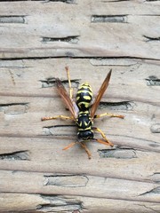 Polistes dominula