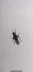 Lipoptena
