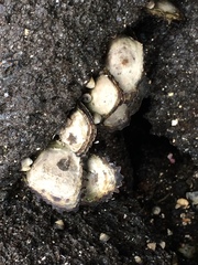 Isognomon californicus