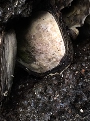 Isognomon californicus