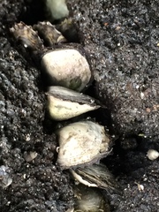 Isognomon californicus