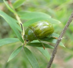 Calomela pallida