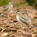 Peruvian Thick-Knee - Photo (c) David Cook, some rights reserved (CC BY-NC)