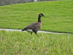 Branta canadensis occidentalis