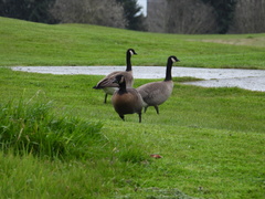 Branta canadensis occidentalis