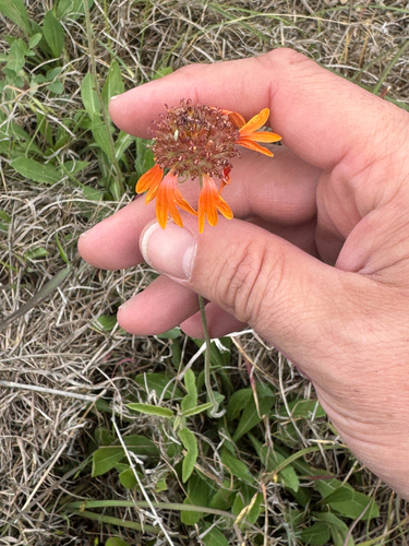 perfumeballs (Gaillardia suavis)