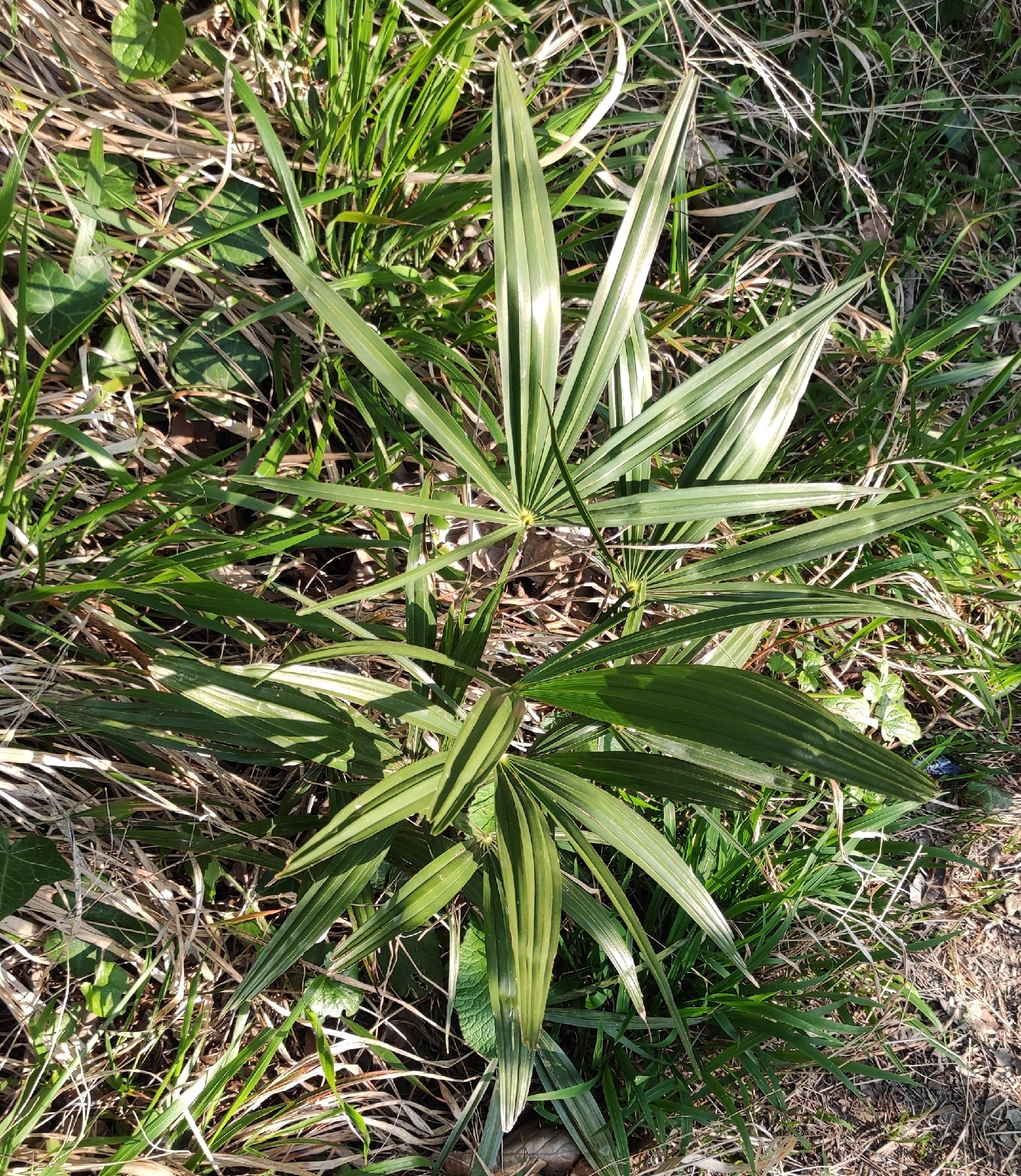 Chusan Palm (Trachycarpus fortunei)