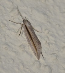 Doryodes tenuistriga