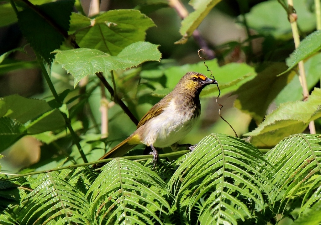 Orange-Spotted Bulbul