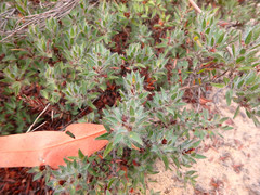 Pultenaea trinervis