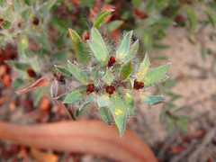 Pultenaea trinervis