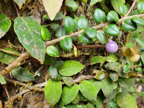 Sphyrospermum buxifolium, photograph 6
