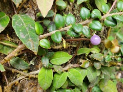 Sphyrospermum buxifolium, photograph author not stated, no rights reserved