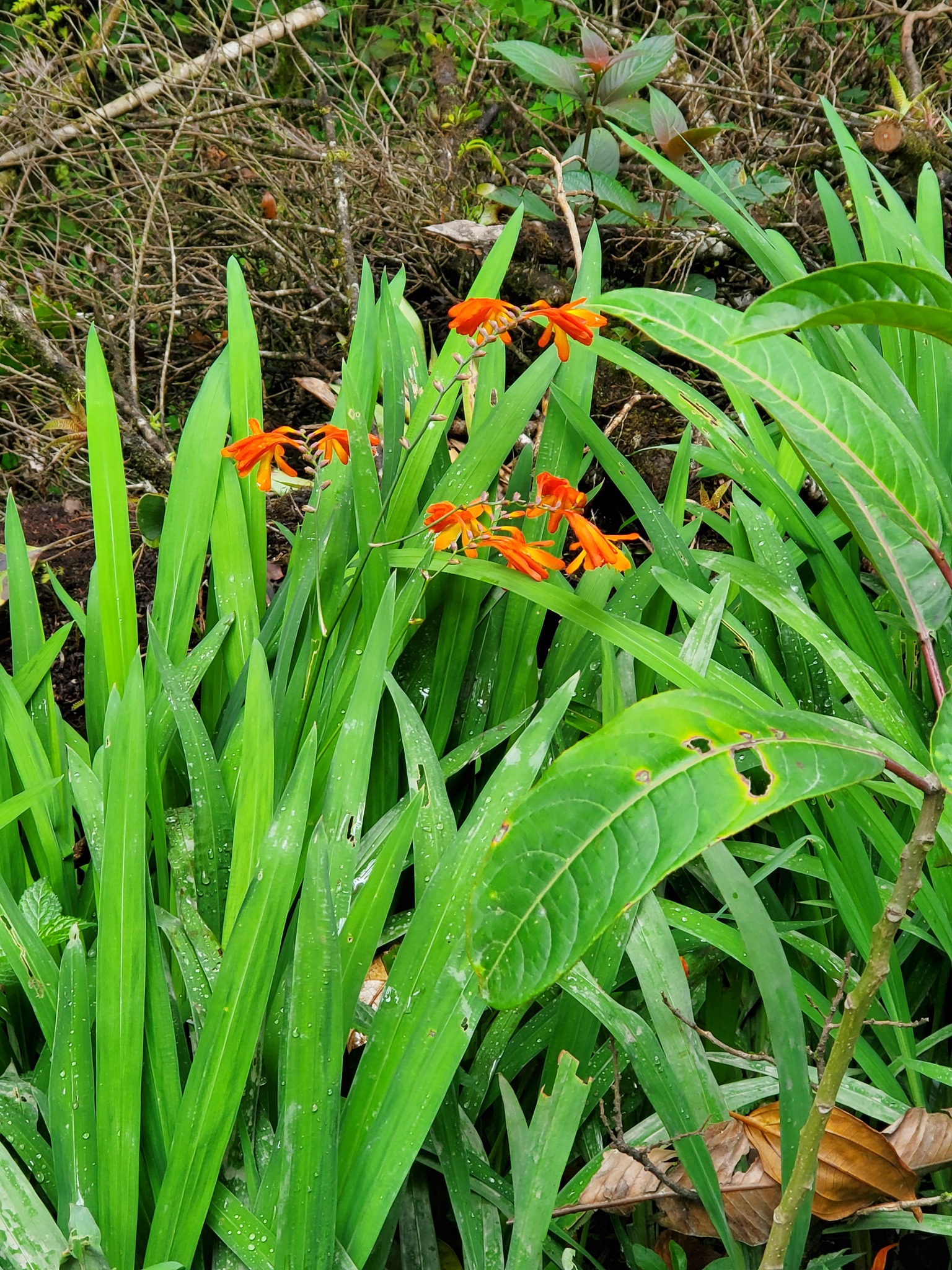 Garden Montbretia (Crocosmia ×)