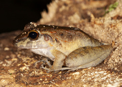 Craugastor fitzingeri