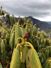 Rhododendron catawbiense