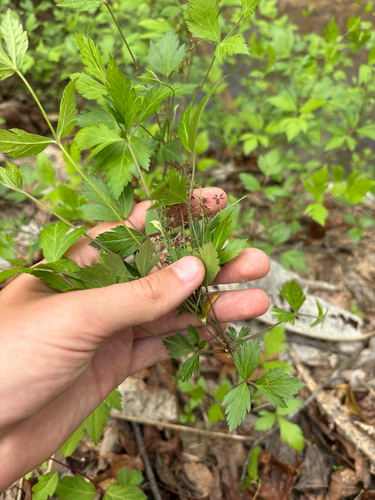Shrub Yellowroot (Xanthorhiza simplicissima)