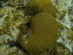 Pseudodiploria strigosa