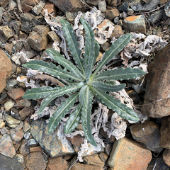 Mentzelia laevicaulis