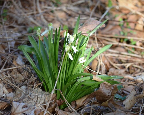 common snowdrop (Galanthus nivalis)