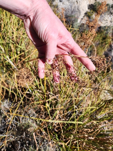 Californian Sawgrass (Cladium californicum)