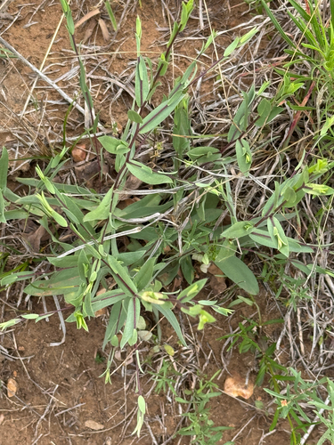 barrens silky aster (Symphyotrichum pratense)