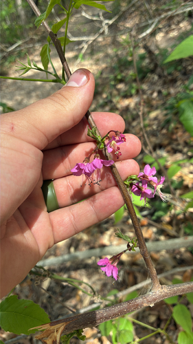 Ungnadia (Ungnadia speciosa)