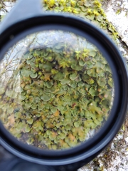 Dermatocarpon luridum