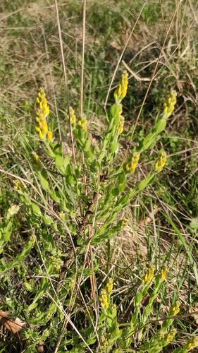 German Greenweed (Genista germanica)