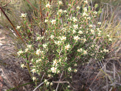 Cryptandra hispidula