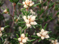 Cryptandra hispidula