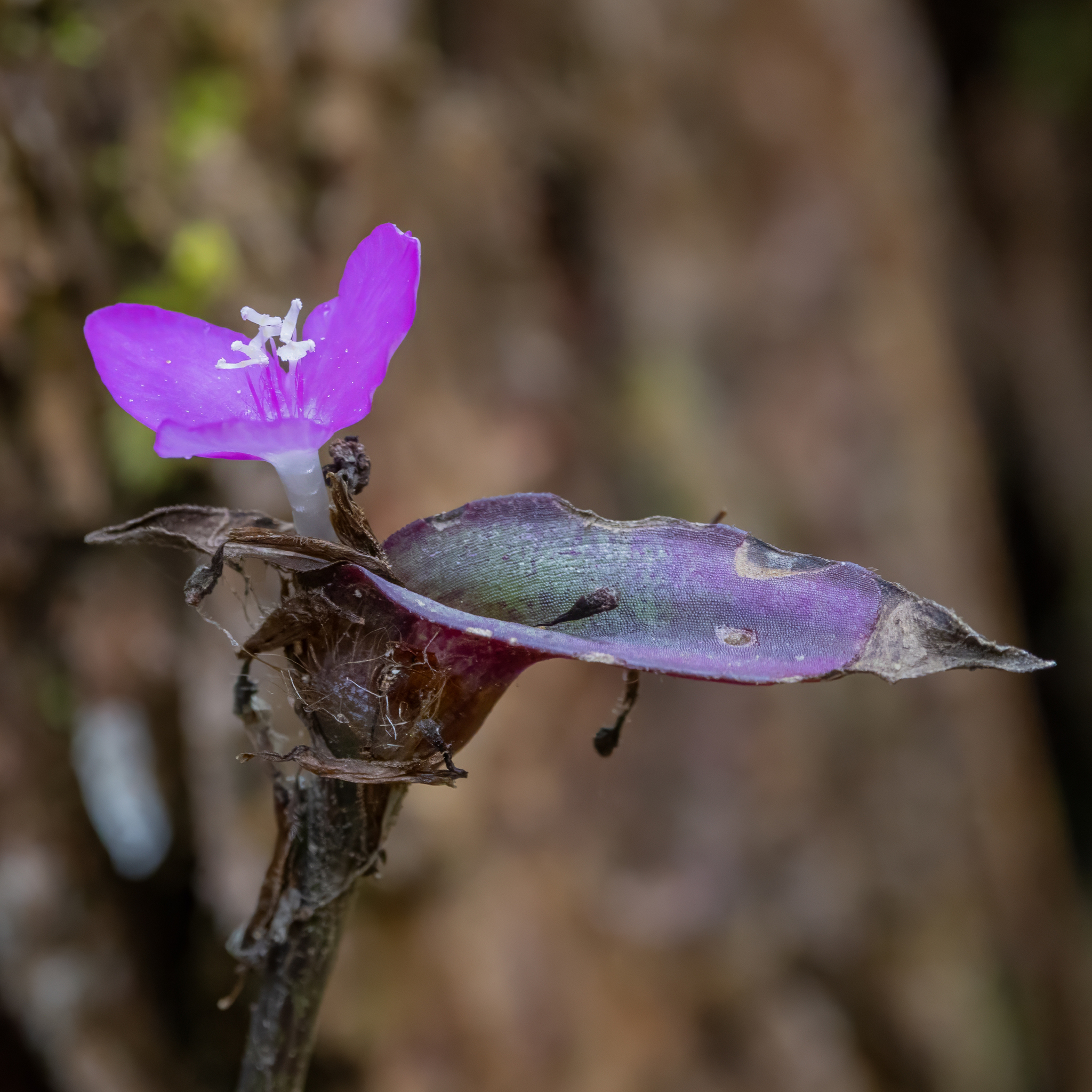 Inchplant (Tradescantia zebrina)