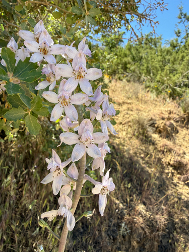 Pinoche Creek larkspur (Delphinium gypsophilum)