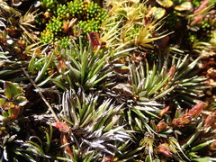 Celmisia laricifolia