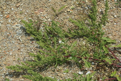 Artemisia littoricola