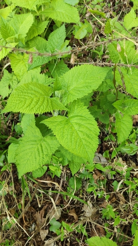 Sticky Sage (Salvia glutinosa)