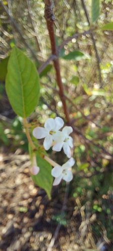 Guettarda uruguensis, photograph 3