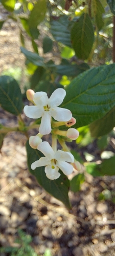 Guettarda uruguensis, photograph 4