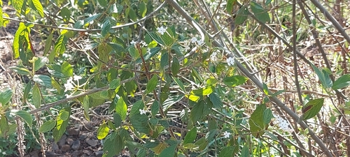 Guettarda uruguensis, photograph 5